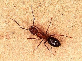 Figure 9. Carpenter ant.