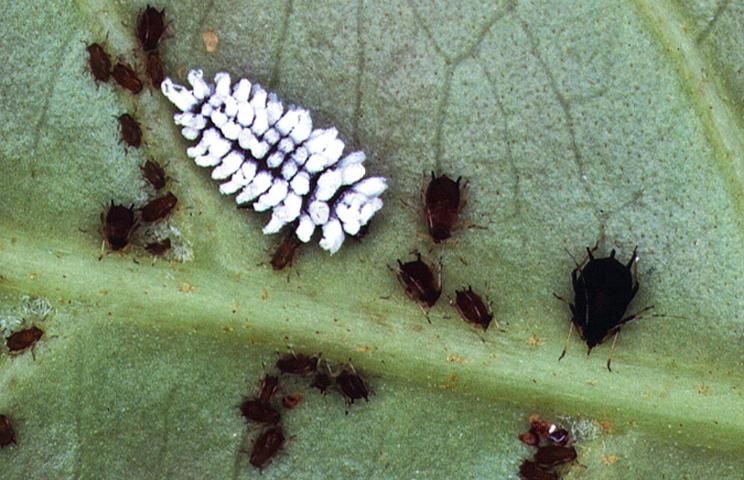 Figure 3. Lady beetle larva.