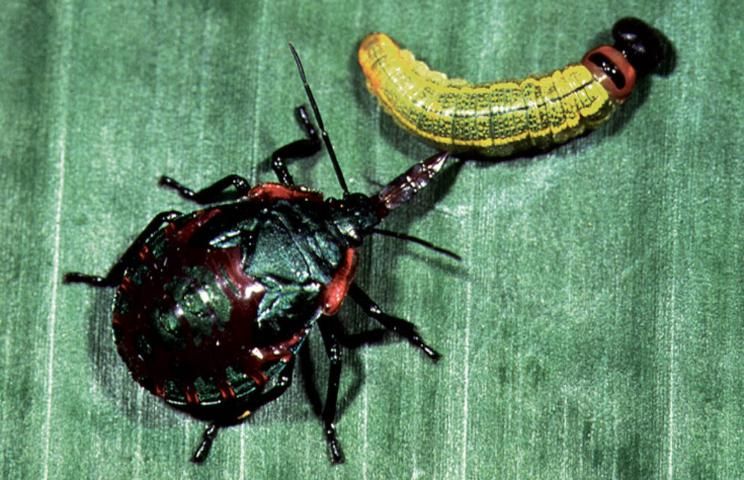Figure 2. Predaceous stink bug preying on caterpillar.