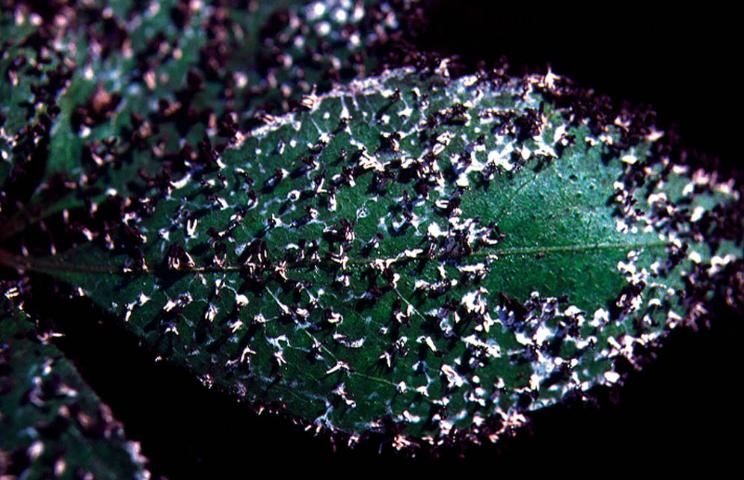 Figure 6. Slime mold, Diachea sp., on azalea.