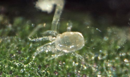 Figure 3. Larva of Amblyseius swirskii. Note: only three pairs of legs.
