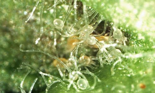Figure 5. Leaf domatia of pepper plant containing different life stages of Amblyseius swirskii. Eggs are on outer trichomes and mites are inside pocket of domatia.