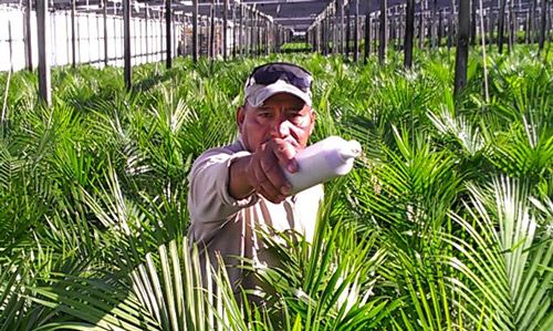 Figure 8. Commercial preparation of predatory mites in carrier being hand-applied to ornamental palms.