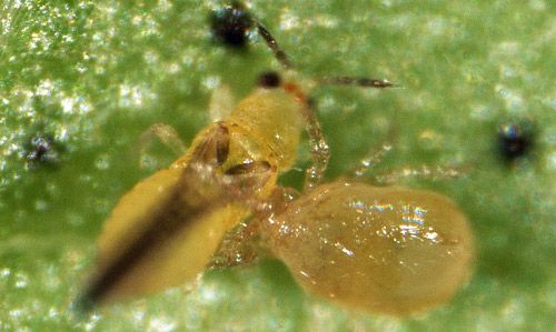 Figure 6. Amblyseius swirskii feeding on adult chilli thrips.