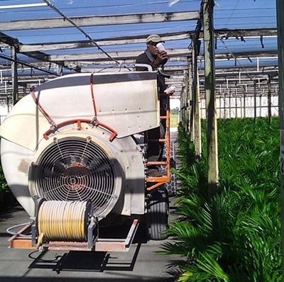 Figure 9. Commercial preparation of predatory mites being air applied (blown) on to ornamental palms.