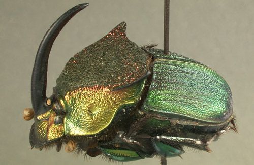 Figure 1. Red-green male Phanaeus vindex.