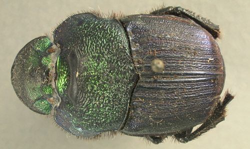 Figure 4. Green-blue female Phaneaus vindex.