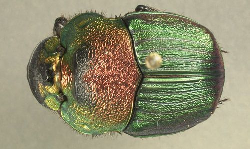 Figure 2. Red-green female Phanaeus vindex.