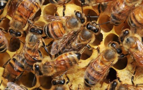 Figure 1. European honey bees, Apis mellifera Linnaeus, on comb in a colony.
