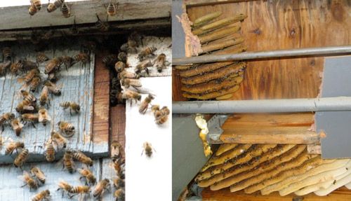 Figure 13. Nuisance colonies of European honey bees, Apis mellifera Linnaeus. Left: worker honey bees at the entrance of a colony in the exterior wall of a house. Right: the underside of a carport roof has been cut away to expose the wax combs of a colony.