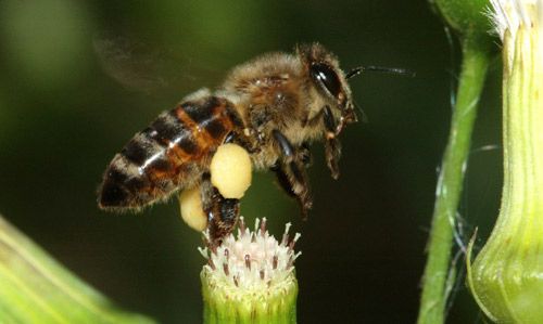 Figure 2. Worker European honey bee, Apis mellifera Linnaeus, with pollen stored in the corbicula of both hind legs.