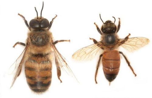 Figure 5. Drone (male) European honey bee, Apis mellifera Linnaeus on the left and a worker European honey bee on the right.