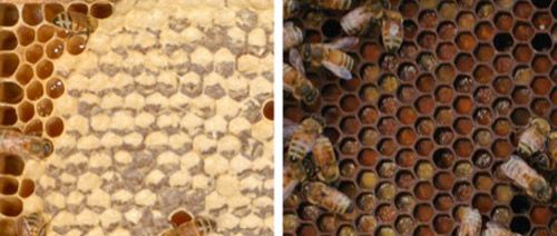 Figure 9. Honey (left) and pollen (right) being stored in wax comb within the colony.