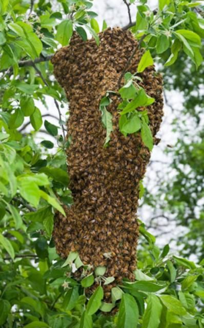 Figure 11. A reproductive swarm of European honey bees, Apis mellifera Linnaeus, coalesced on a tree branch while scout workers search for a place to establish the new colony.