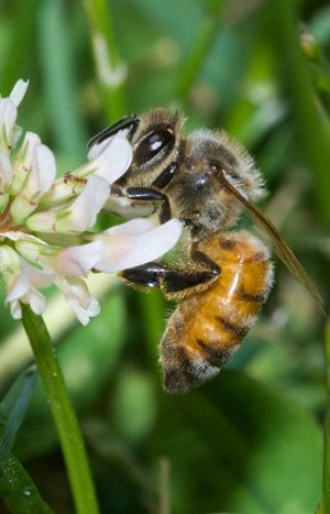 Figure 8. Worker European honey bee, Apis mellifera Linnaeus, foraging on a flower. Note hairs covering the body and the waist created by the constriction of the second abdominal segment.