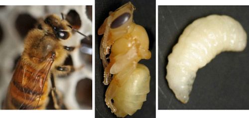 Figure 6. Life stages of a honey bee: adult (left), pupa (middle), larva (right).