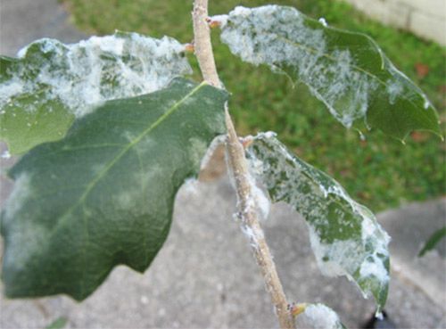 Figure 1. Stegophylla brevirostris Quednau colony on oak.