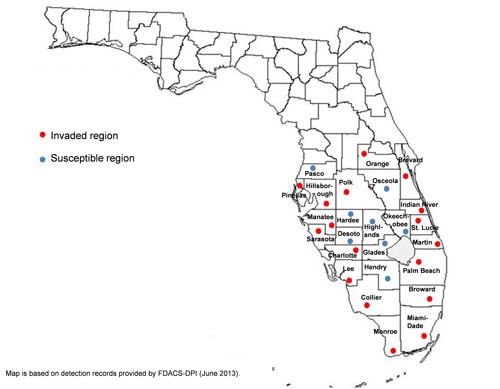 Figure 2. Distribution map of rugose spiraling whitefly, Aleurodicus rugioperculatus Martin, in Florida.