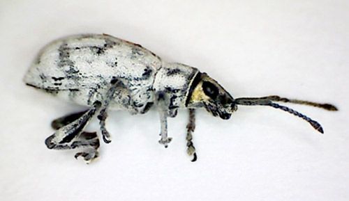 Figure 4. Adult Sri Lankan weevil, Myllocerus undecimpustulatus undatus Marshall, with yellowish coloration of head.