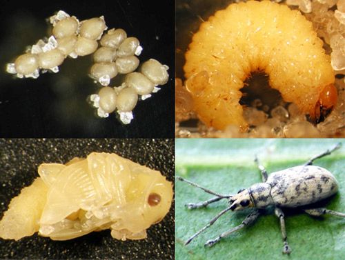 Figure 7. Life cycle of the Sri Lankan weevil, Myllocerus undecimpustulatus undatus Marshall, eggs, larva, pupa, and adult life stages.