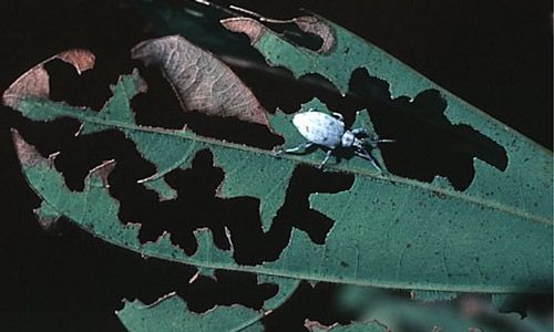 Figure 8. Adult Sri Lankan weevil, Myllocerus undecimpustulatus undatus Marshall, feeding damage on Terminalia catappa L., tropical almond.