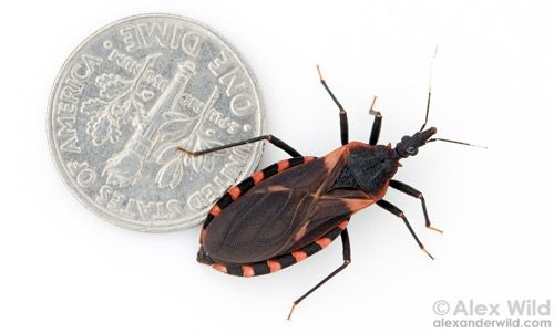 Figure 1. Triatoma sanguisuga (LeConte), the eastern bloodsucking conenose, with a dime shown for scale.