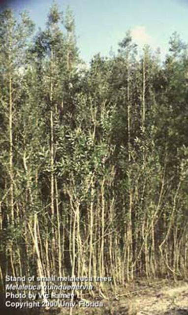 Figure 1. Bosque de árboles jóvenes de melaleuca, Melaleuca quinquenervia (Cav.) S. T. Blake (Myrtaceae), en el sur de Florida.