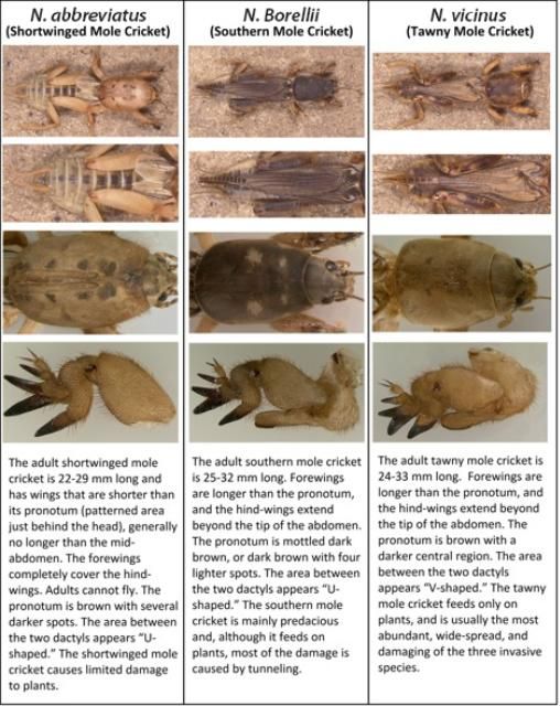 Figure 5. Identification of pest mole cricket species.