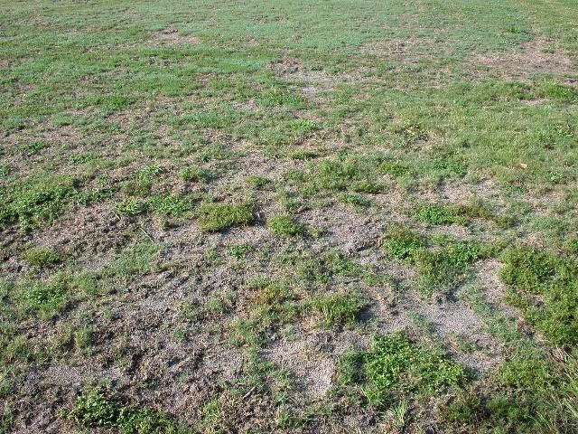 Figure 3. Dead patches caused by mole crickets feeding on turfgrass.