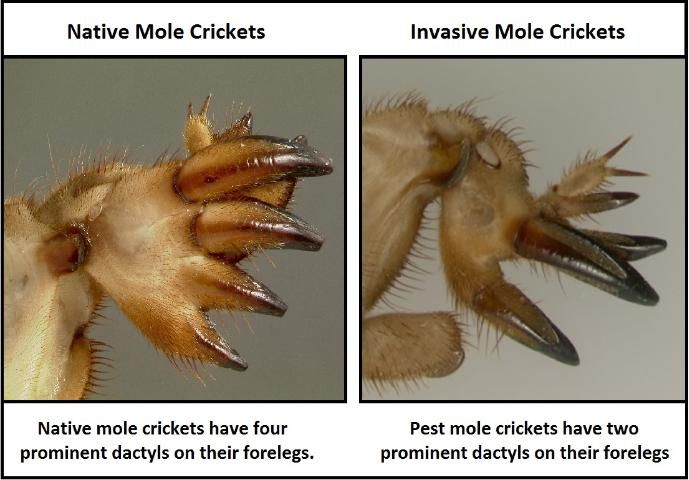 Figure 4. Differences in dactyls between native and non-native pest mole crickets.