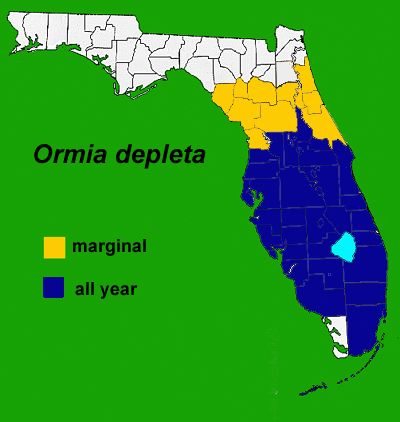 Figure 17. Distribution of Brazilian red-eyed fly in Florida.