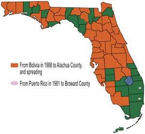 Figure 16. Distribution of larra wasp in Florida.