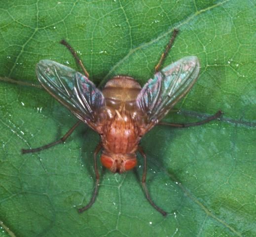 Figure 19. Brazilian red-eyed fly.