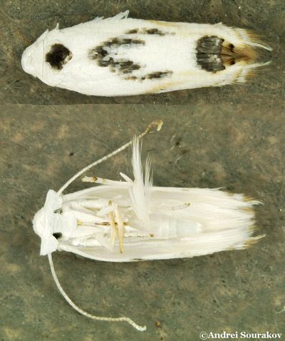 Figure 2. Upper and underside of erythrina leafminer (Leucoptera erythrinella) female.
