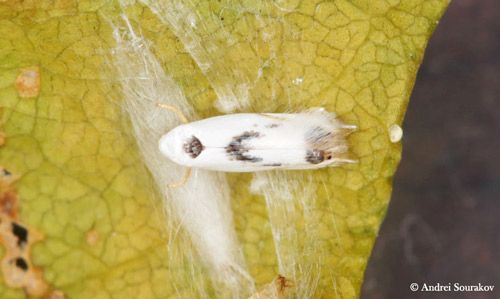 Figure 10. Freshly emerged female of erythrina leafminer (Leucoptera erythrinella).