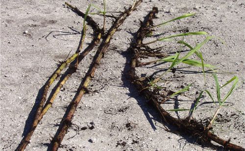 Figure 3. Sugarcane stalks on left show Melanotus communis Gyllenhal, corn wireworm, damage to germinating buds versus the stalk on right protected with a soil insecticide.