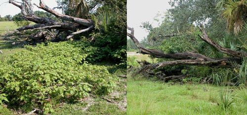 Figura 9. Un pastizal antes y después de la liberación de Gratiana boliviana, condado de St. Lucie, Florida.