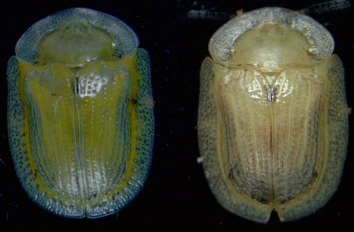 Figura 6. Adulto reproductivo (izquierda) y adulto en diapausa (derecha) de Gratiana boliviana.