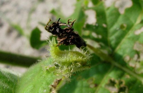 Figura 4. La larva de Gratiana boliviana; nótese el excremento y las mudas.