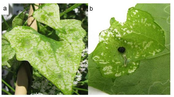 Figure 10. a) Mikania scandens leaf with tentiform or blotch mines caused by Leucospilapteryx venustella (Clemens) larvae. b) Open mine with larva and plant tissue damage; note the central accumulation of frass made by the larva