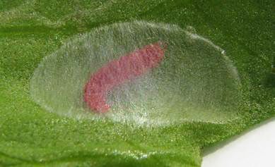 Figure 12. Prepupal instar stage of Leucospilapteryx venustella (Clemens) forming a cocoon.