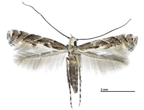 Figure 3. Adult of Leucospilapteryx venustella (Clemens).