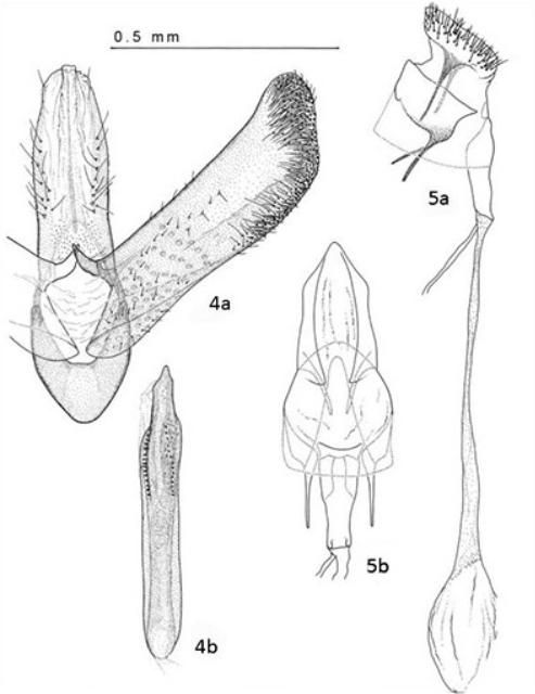 Figure 4-5. Genitalia of Leucospilapteryx venustella (Clemens). Male: 4a) Ventral view of genital capsule; 4b) Aedeagus. Female: 5a) Lateral view; 5b) Ventral view.