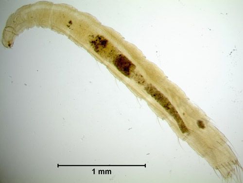Figure 3. Ctenocephalides canis larva, with the head capsule on the left.