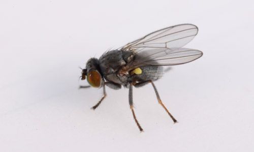 Figure 1. Adults of hydrilla leaf mining fly, Hydrellia spp.