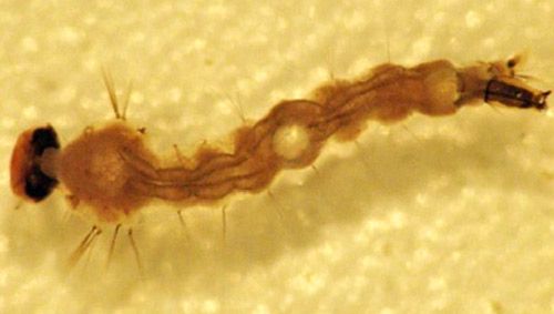 Figure 10. Aedes taeniorhynchus 4th instar larva.