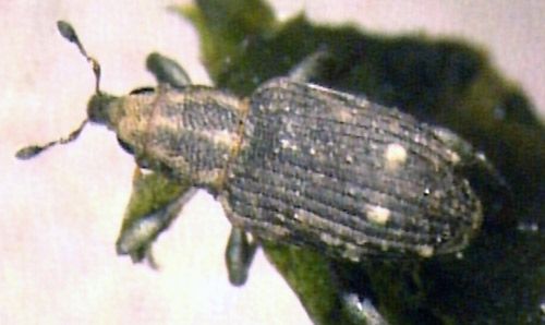 Figure 5. Adult of the hydrilla stem weevil, Bagous hydrillae.