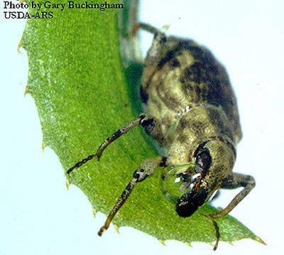 Figure 1. Adult of the hydrilla stem weevil, Bagous hydrillae.