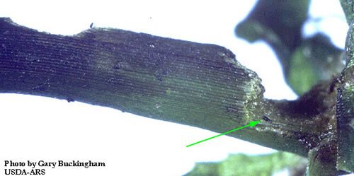 Figure 8. Damage caused by the adult hydrilla stem weevil, Bagous hydrillae. The green arrow indicates the presence of the weevil adult feeding damage.