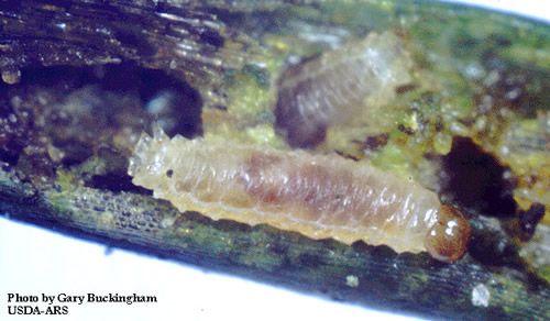 Figure 3. Larvae of the hydrilla stem weevil, Bagous hydrillae.